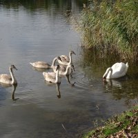 Лебеди в городском парке :: Рита Симонова