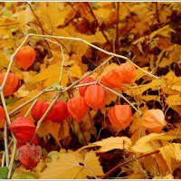 *** :: Aleksandr Gal