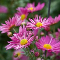 Из Никитского сада :: Татьяна Тюменка Из Никитского сада :: Татьяна Тюменка