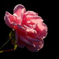 Доброе утро :: Юрий. Шмаков