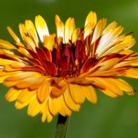 Календулка. :: nadyasilyuk Вознюк