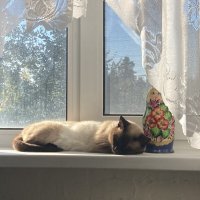 На солнышке :: Ольга Савельева 