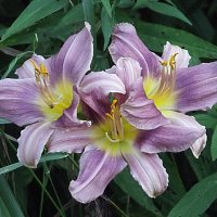 Лилейники :: Freddy 97 Лилейники :: Freddy 97