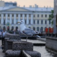 Как памятник :: ZNatasha -