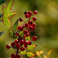 В парке... :: Николай Саржанов