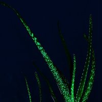 107 :: Василий Палий