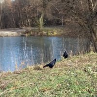 Грачи не хотят улетать :: Galina Solovova