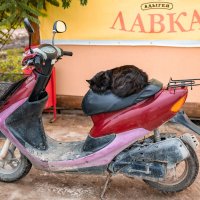 Котобайк... :: Дина Евсеева