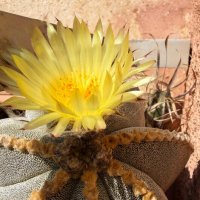 21 ноября, пофиг, цветём! :: Александр Деревяшкин