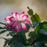 Декабрист таки зацвёл.... :: Sergey (Apg) Декабрист таки зацвёл.... :: Sergey (Apg)