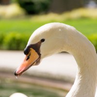 Лебядь :: Максим 