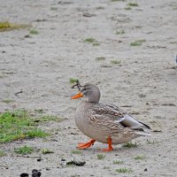 Спешу на фотосессию! :: Валентина Нефёдова