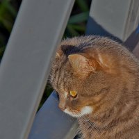 Сколько рыбок в реке! :: Валентина  Нефёдова 