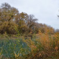 Камыши, камыши — что-то шепчут в тиши... :: Надежда Куркина 