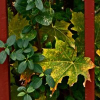 Осень 63 :: Алексей Кузнецов