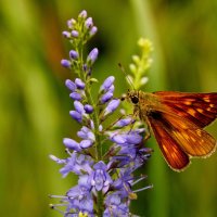 опять про бабочек...78 :: Александр Прокудин