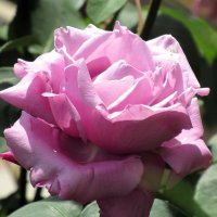 Розы... розы... :: viach Розы... розы... :: viach