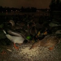 Утки :: Сапсан 