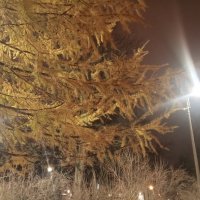 Осень :: Сапсан 