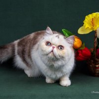 Матильда :: Светлана Ищенко