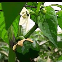 114 (157) :: CLOSE WAYS ALL