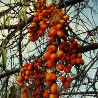 Облепиха осенняя :: Людмила Смородинская