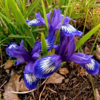 Цветы весны. :: nadyasilyuk Вознюк