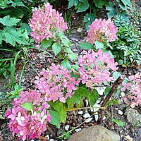 Цветы :: Владимир Драгунский