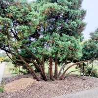 Деревце :: Валерий Пославский