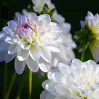 Георгины в моём саду :: Татьяна Лютаева