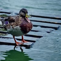 Кушаааать... :: Николай Саржанов