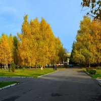 Новочебоксарск. Осенние берёзки улицы Советской. :: Пётр Чернега Новочебоксарск. Осенние берёзки улицы Советской. :: Пётр Чернега