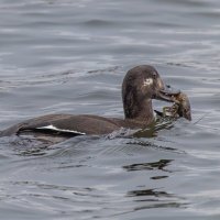 турпан. :: юрий макаров турпан. :: юрий макаров