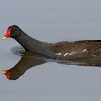 Камышница :: Георгий Бондаренко