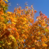 Совсем недавно в золотую осень :: Елена Семигина