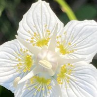 Цветок- звезда :: Ольга Савельева 