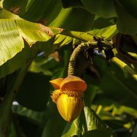 Ноябрьский банан :: Светлана Тихонина