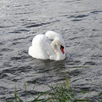 Лебеди в городском парке :: Рита Симонова