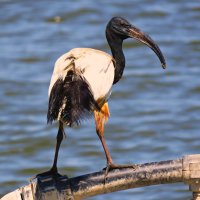 Священный ибис :: Николай Волков Священный ибис :: Николай Волков