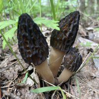 Сморчки :: Ольга Савельева 