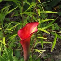 Калла :: Freddy 97