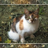 КИСА :: Владимир Кроливец