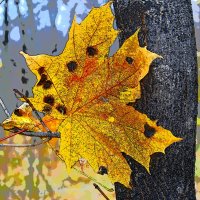 ОСЕНЬ :: Юрий Владимирович 34