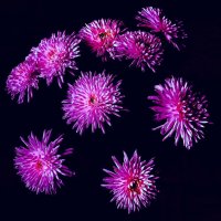 Букет :: Игорь 