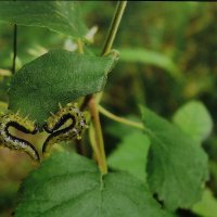 Энтомологическая валентинка. :: Люба 