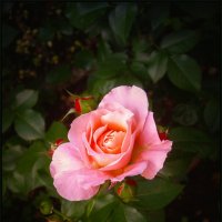 Роза. :: Александр Роза. :: Александр