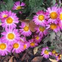 Теплый ноябрь :: Наталья 