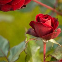 мелкий бутончик черной розы. :: Юрий Полторыхин. мелкий бутончик черной розы. :: Юрий Полторыхин.