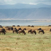 Танзания, парк Нгоронгоро. :: Liliya 