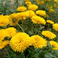 Хризантемы октября :: Мария Васильева